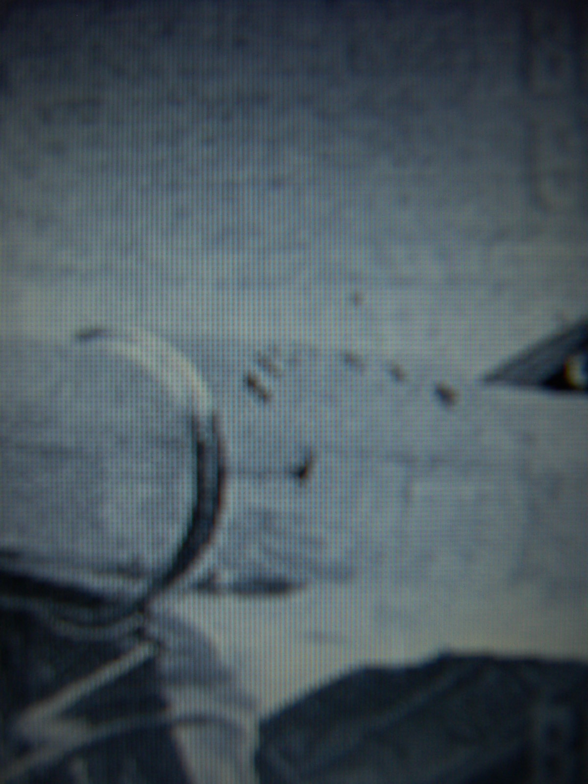 005.JPG