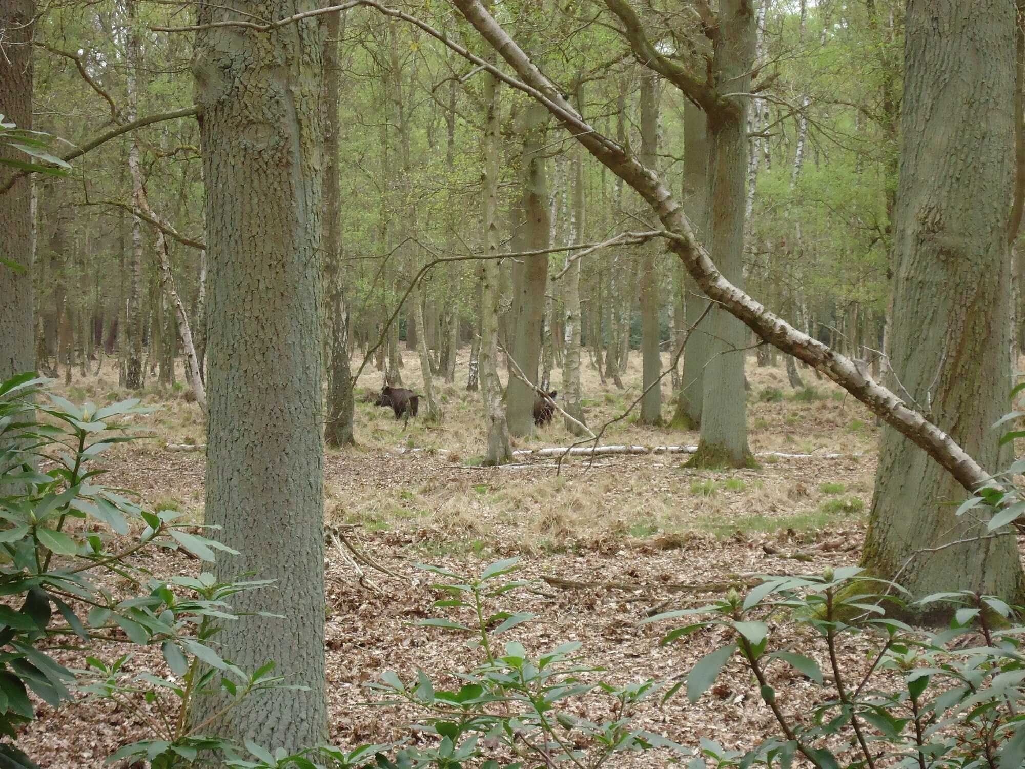 everzwijnen.jpg