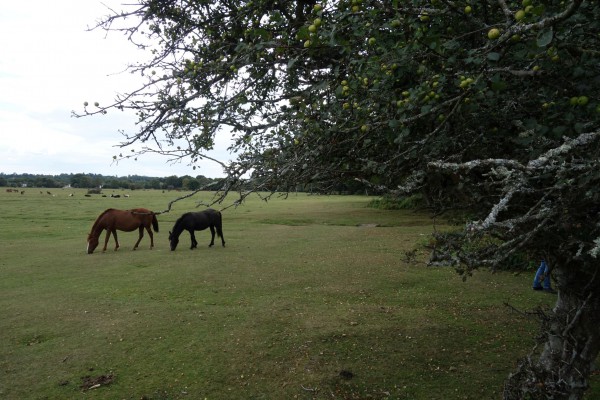Veld bij de camping