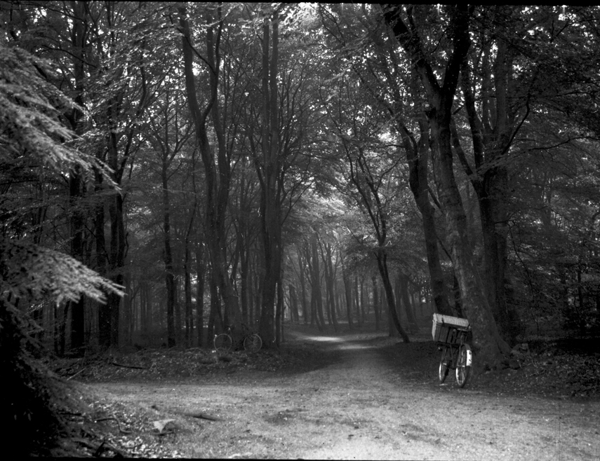 Het bos van de dansende bomen