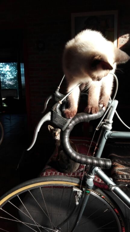 handlebar clutter.jpg