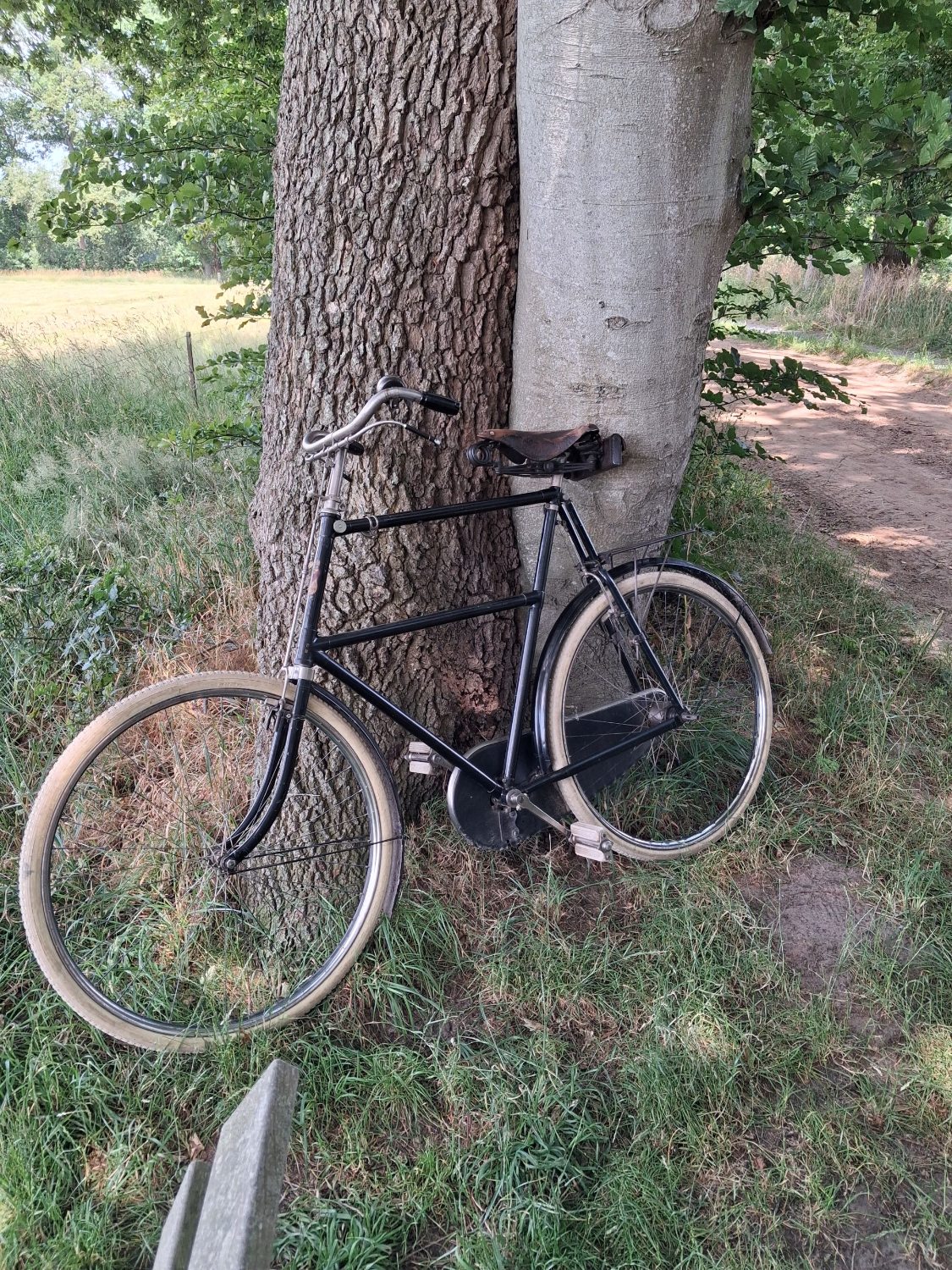 Fiets en boom