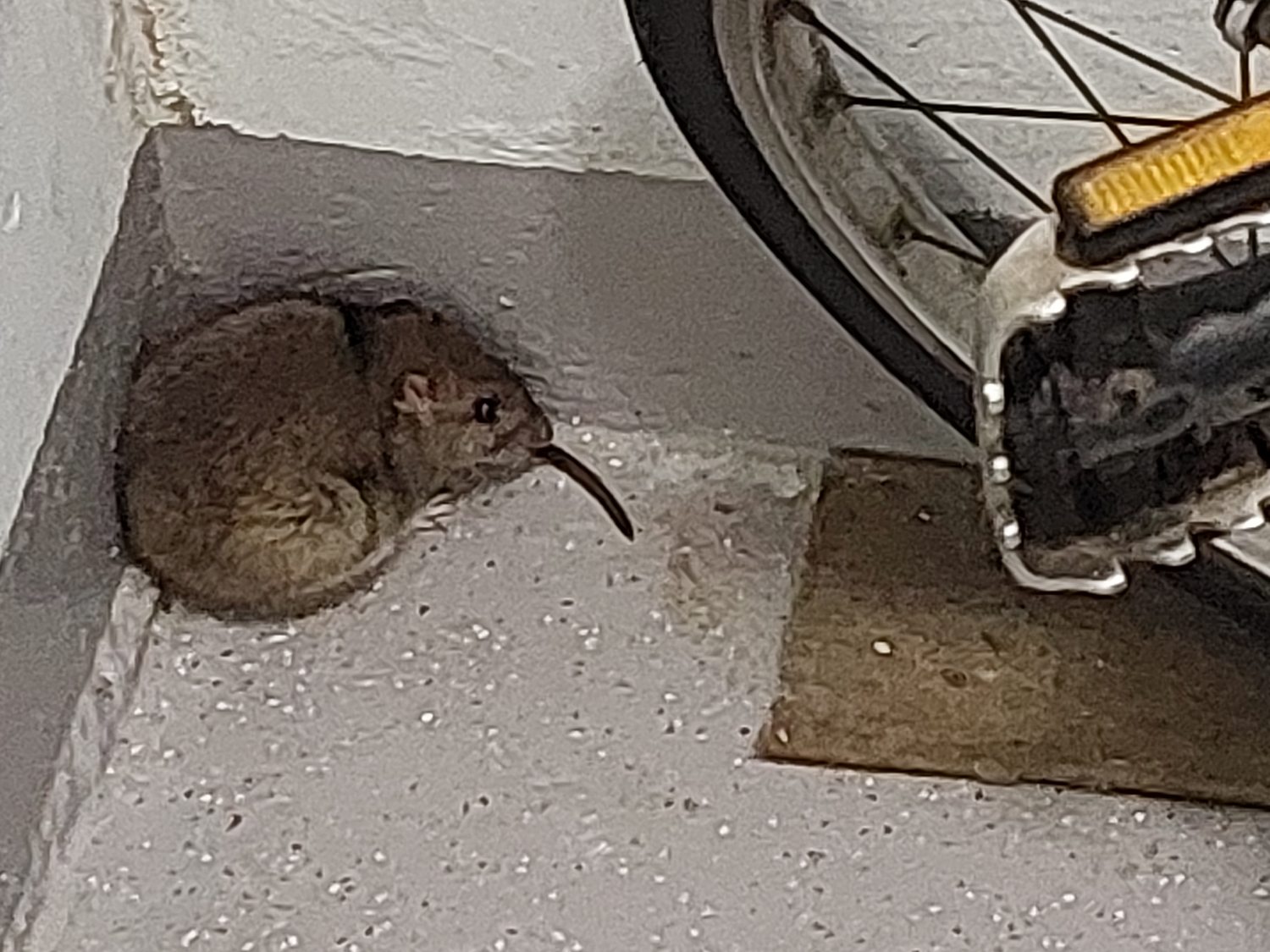 Oppas voor de fiets.jpg